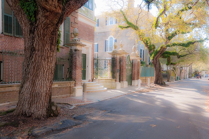 centuries-old oak trees shade Charleston residential street on early spring morning