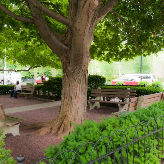 Princeton outdoor room w/hedge enclosure and tree canopy for ceiling