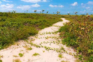 sand pathway through preserved vegetation at Schooner Bay, Bahamas