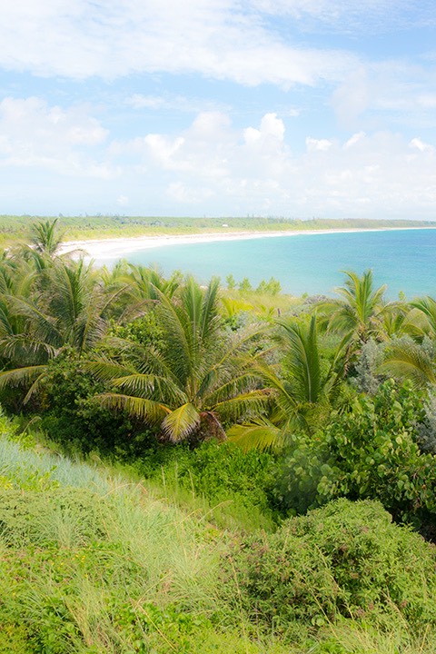 heavily-planted dune with over-story of palm trees curves around Schooner Bay in the Bahamas