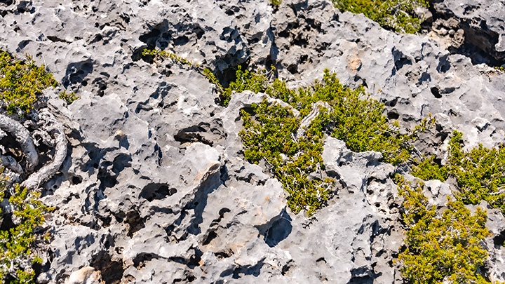 coastal rocks and plants near Harbour Island seashore