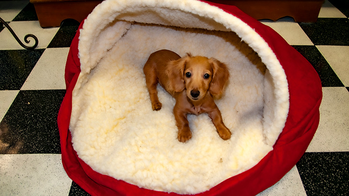 my dog Sally in her comfy dog bed as a young pup