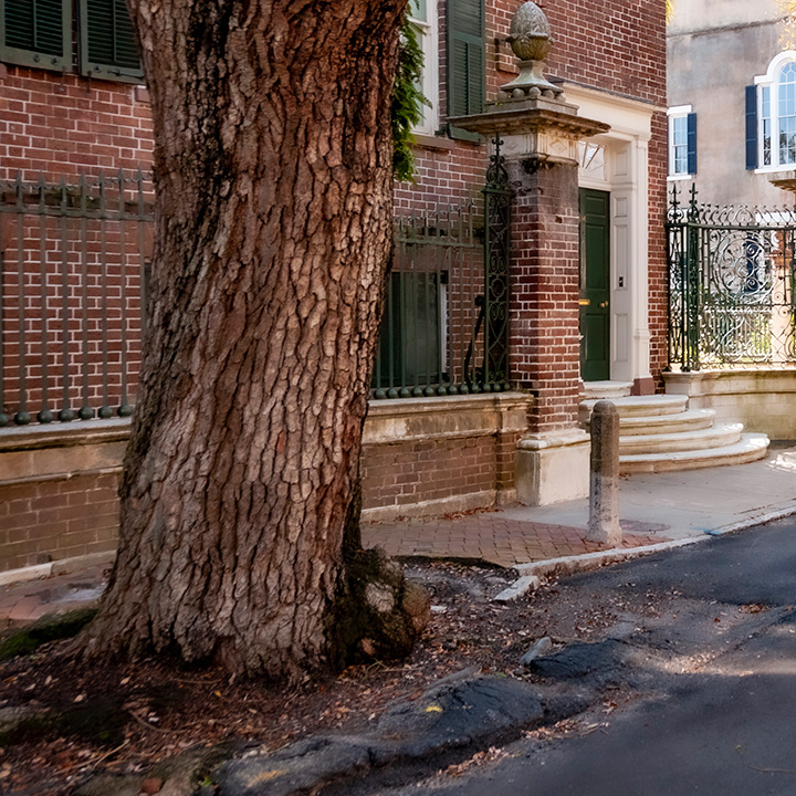 detail of massive old tree in Charleston, South Carolina growing right in the asphalt of the street