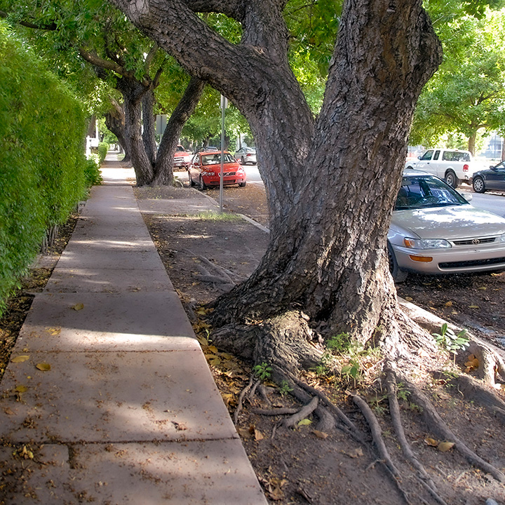 street trees on Meridian Avenue in Miami Beach