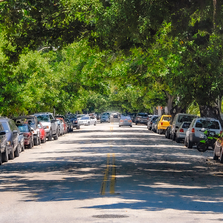 canopy of trees over Meridian Avenue on South Beach