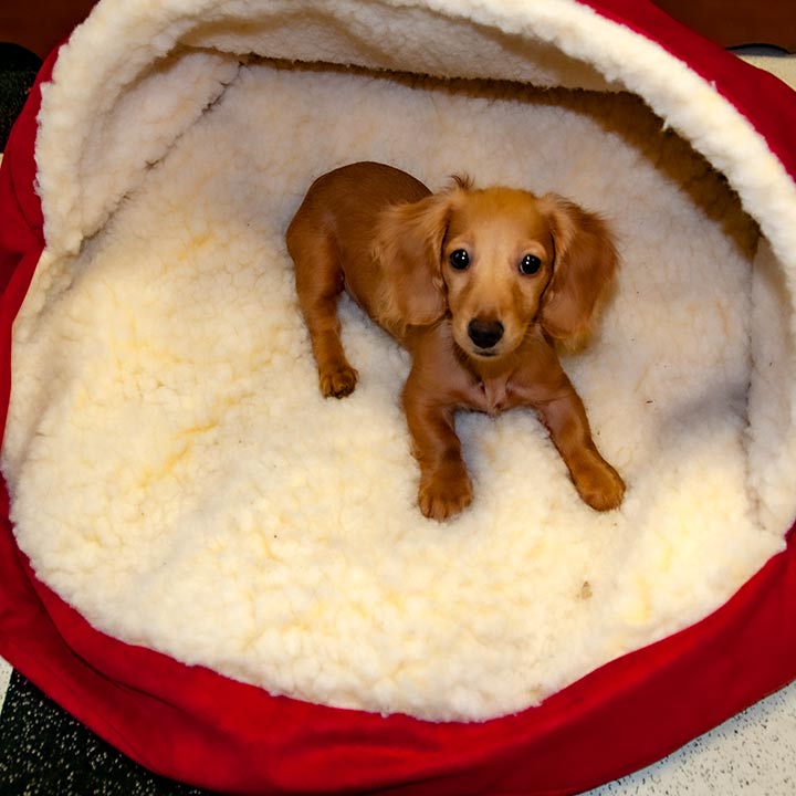 Sally, my miniature English Cream dachshund in her dog-bed