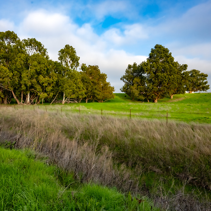 two thickets of trees on a gentle slope beyond a streambed and fence