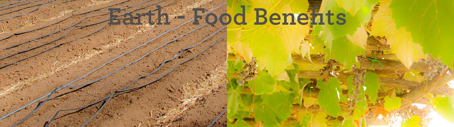 earth---food-benefits