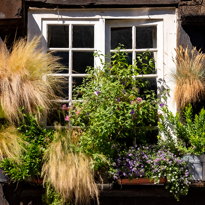 tiny window box garden overflowing with herbs and flowers